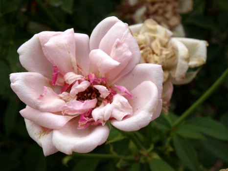 Wide Open Odee Pink Rose  Wide Open Odee Pink Rose